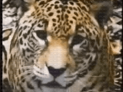 animal - Besplatni animirani GIF
