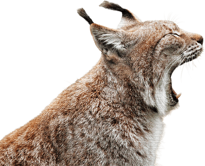 Ilves - Free PNG