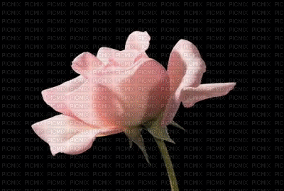 rose - Darmowy animowany GIF