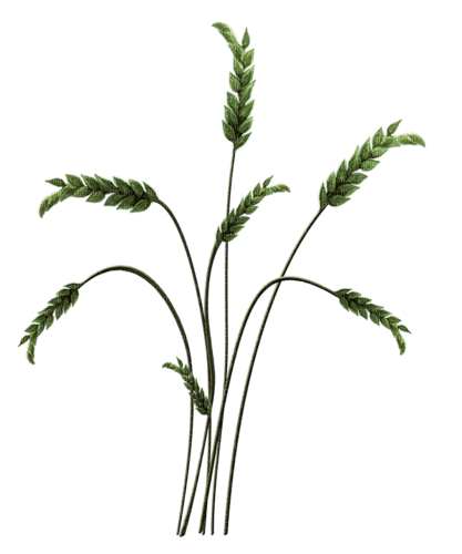 Planta color verde - besplatni png