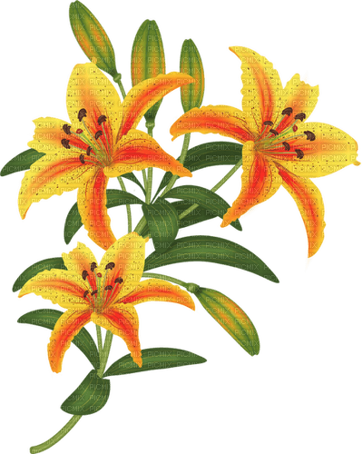 lilies by nataliplus - png ฟรี