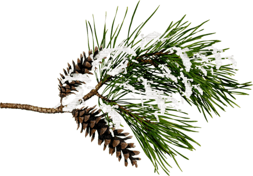 Winter Branch - PNG gratuit