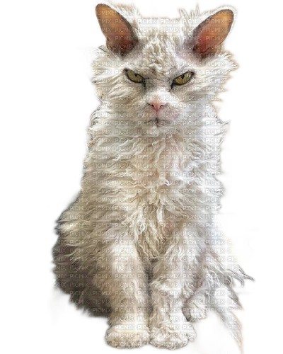 animals cats nancysaey - δωρεάν png