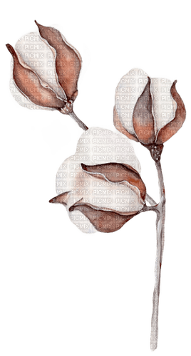 cotton flowers Bb2 - zdarma png