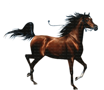 Thoroughbred Stallion - Free PNG