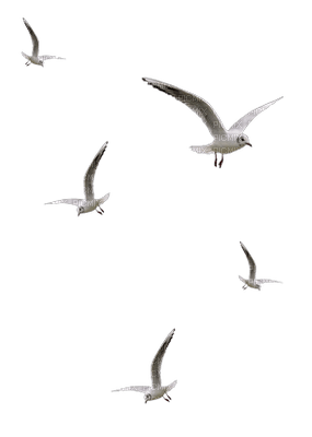 птицыгуля - PNG gratuit