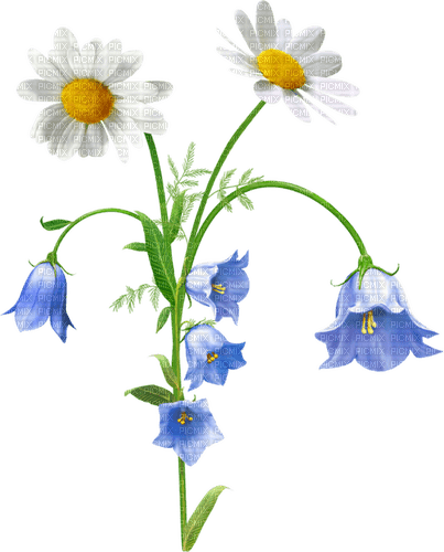 Flowers.Blue.White - ilmainen png