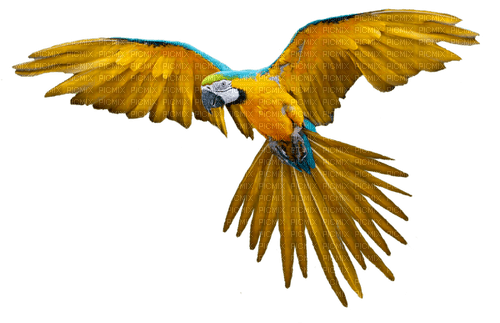 Parrot.Yellow.Blue - zdarma png