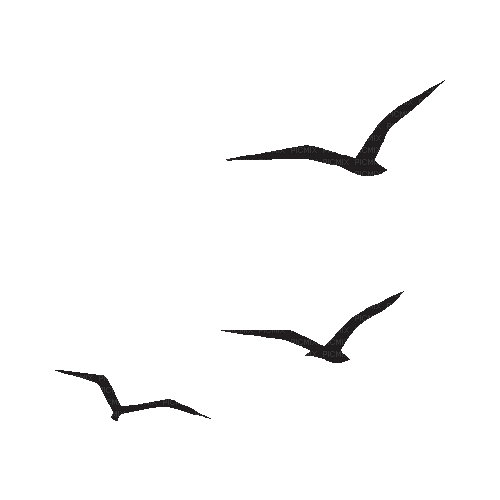 Birds.Oiseaux.Gaviotas.Black.gif.Victoriabea - Besplatni animirani GIF