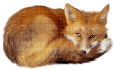 fox - png grátis