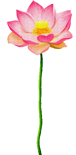 Animated.Lotus.Flower.Pink - By KittyKatLuv65 - Free animated GIF