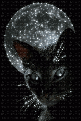 black cat gif - Darmowy animowany GIF