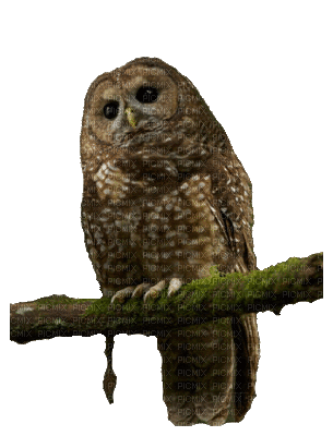 Owl - GIF animado gratis