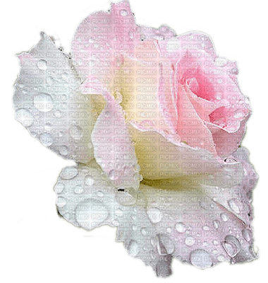 pastell rose - 免费PNG