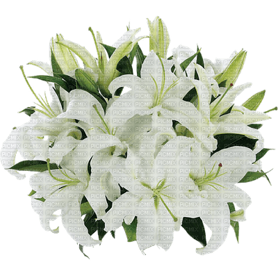 Flowers white bp - zadarmo png