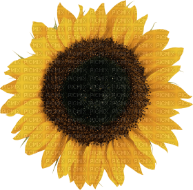 Kaz_Creations Deco Flowers Sunflower Flower - безплатен png