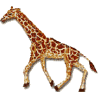 aze girafe - Gratis animerad GIF