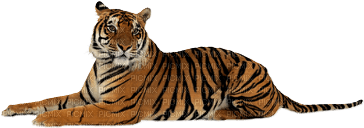 minou-animal-tiger - ilmainen png