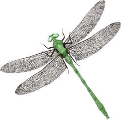 Dragonfly katrin - png grátis