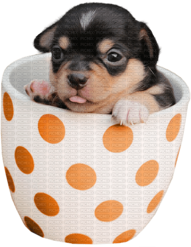 dolceluna dog puppy - Free PNG