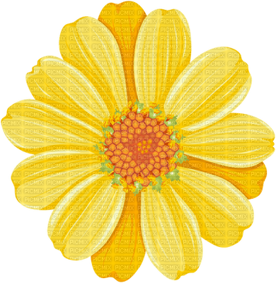 Kaz_Creations Flowers Deco Flower Colours - darmowe png