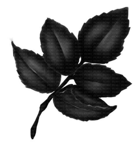 Black.Leaves.Feuilles.Branch.Victoriabea - zadarmo png