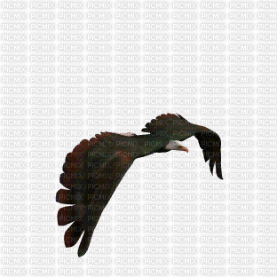 eagle - Animovaný GIF zadarmo