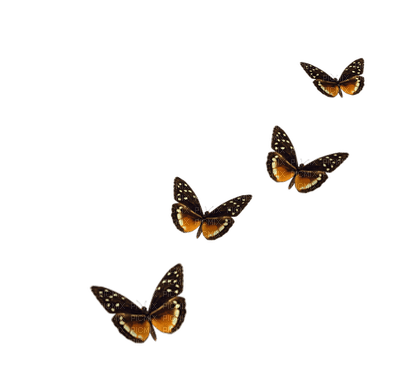Papillon - png gratuito