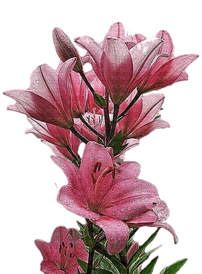 flores de colores ,adolgian - безплатен png