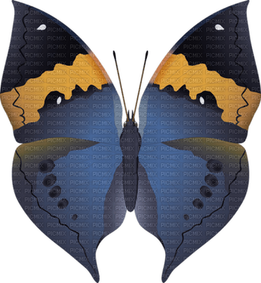 Butterfly- pages -2 - gratis png