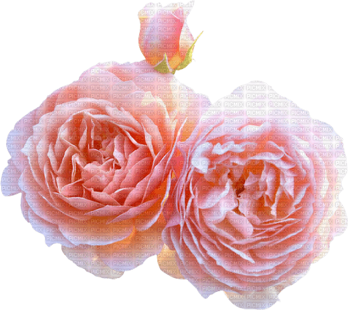 Roses.Pink - png grátis