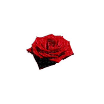 Роза красная - Zdarma animovaný GIF