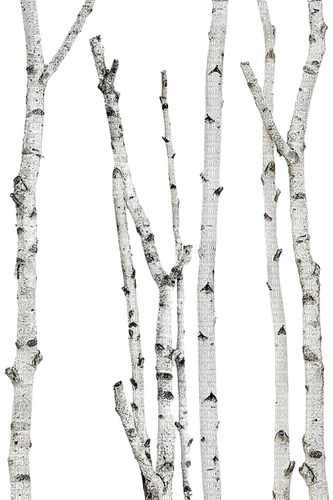 Tree.Birch.Arbre.bouleau.Victoriabea - 免费PNG