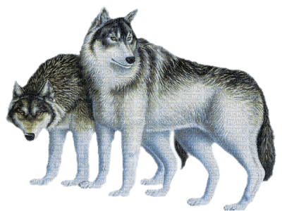Kaz_Creations Animals Wolves - zadarmo png