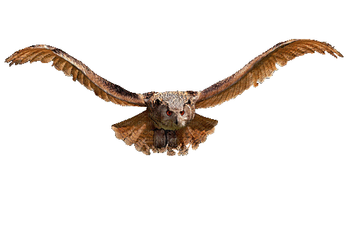 falcon gif western - GIF animado grátis