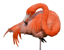 FLAMINGO 🦩🦩 FLAMAND ROSE - Free PNG