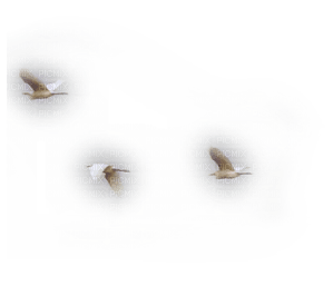 Vogels - PNG gratuit