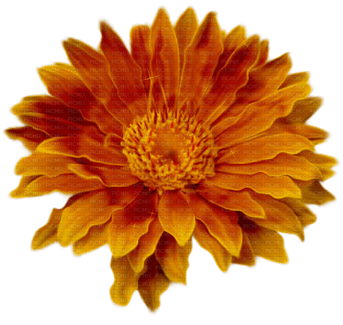 autumn deco kikkapink png flower orange - бесплатно png