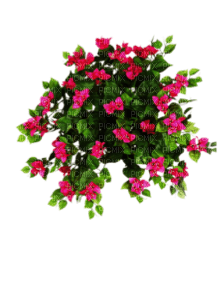 flowers katrin - zadarmo png