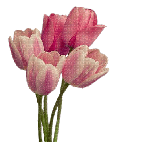 tulipe.Cheyenne63 - bezmaksas png
