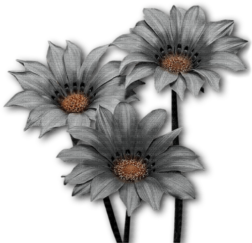 Цветы - zadarmo png