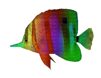 fish - Animovaný GIF zadarmo