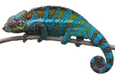 lisko, reptile - PNG gratuit