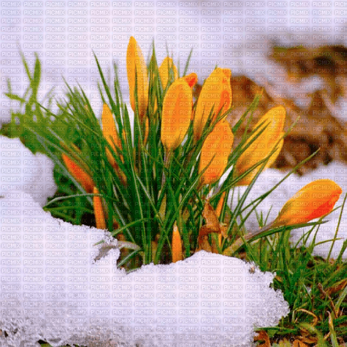 Y.A.M._Spring background - 免费PNG