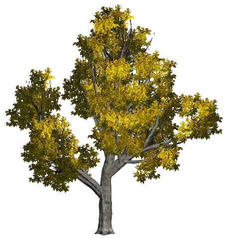tree - Δωρεάν κινούμενο GIF