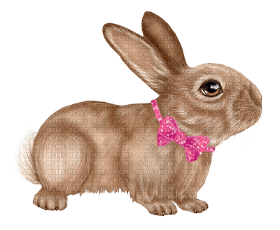 Kaz_Creations Animals Rabbit Hare - nemokama png