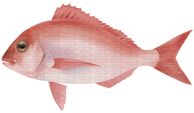fish - ücretsiz png