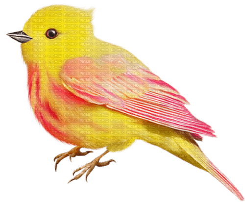 gala birds - бесплатно png