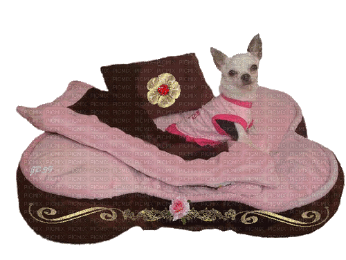 Chihuahua Dog on Bed - GIF animado gratis