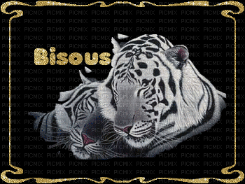 tigres bisous - Бесплатни анимирани ГИФ